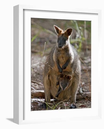 Victoria, A Wallaby and Her Joey on Phillip Island, Australia-Nigel Pavitt-Framed Photographic Print