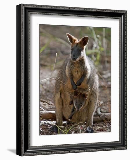 Victoria, A Wallaby and Her Joey on Phillip Island, Australia-Nigel Pavitt-Framed Photographic Print