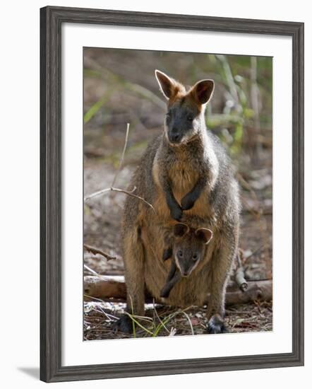 Victoria, A Wallaby and Her Joey on Phillip Island, Australia-Nigel Pavitt-Framed Photographic Print