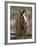 Victoria, A Wallaby and Her Joey on Phillip Island, Australia-Nigel Pavitt-Framed Photographic Print