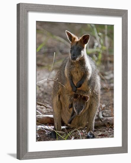 Victoria, A Wallaby and Her Joey on Phillip Island, Australia-Nigel Pavitt-Framed Photographic Print