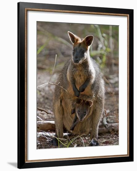 Victoria, A Wallaby and Her Joey on Phillip Island, Australia-Nigel Pavitt-Framed Photographic Print