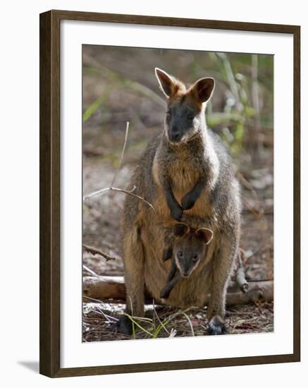 Victoria, A Wallaby and Her Joey on Phillip Island, Australia-Nigel Pavitt-Framed Photographic Print