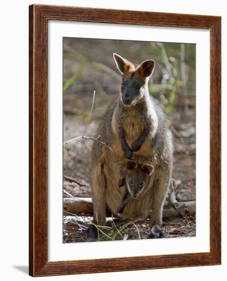 Victoria, A Wallaby and Her Joey on Phillip Island, Australia-Nigel Pavitt-Framed Photographic Print