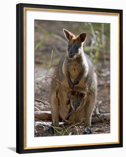 Victoria, A Wallaby and Her Joey on Phillip Island, Australia-Nigel Pavitt-Framed Photographic Print