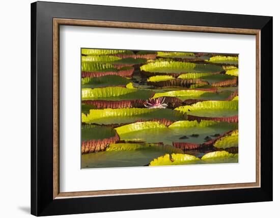 Victoria Amazonica Lily Pads on Rupununi River, Southern Guyana-Keren Su-Framed Photographic Print