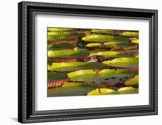 Victoria Amazonica Lily Pads on Rupununi River, Southern Guyana-Keren Su-Framed Photographic Print