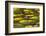 Victoria Amazonica Lily Pads on Rupununi River, Southern Guyana-Keren Su-Framed Photographic Print