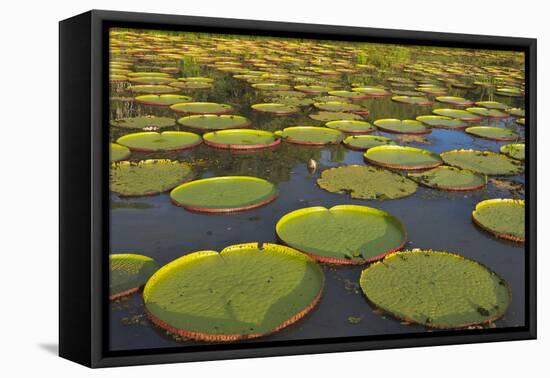 Victoria Amazonica Lily Pads on Rupununi River, Southern Guyana-Keren Su-Framed Premier Image Canvas