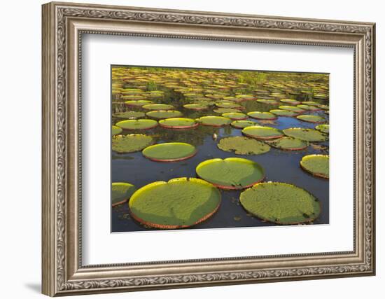 Victoria Amazonica Lily Pads on Rupununi River, Southern Guyana-Keren Su-Framed Photographic Print