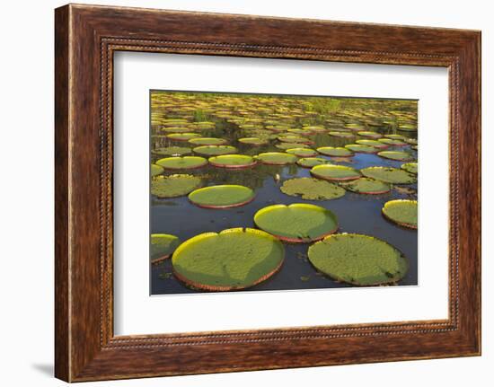 Victoria Amazonica Lily Pads on Rupununi River, Southern Guyana-Keren Su-Framed Photographic Print