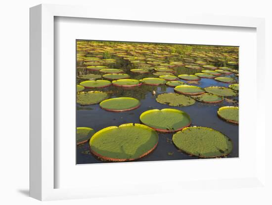 Victoria Amazonica Lily Pads on Rupununi River, Southern Guyana-Keren Su-Framed Photographic Print