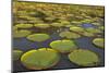 Victoria Amazonica Lily Pads on Rupununi River, Southern Guyana-Keren Su-Mounted Photographic Print