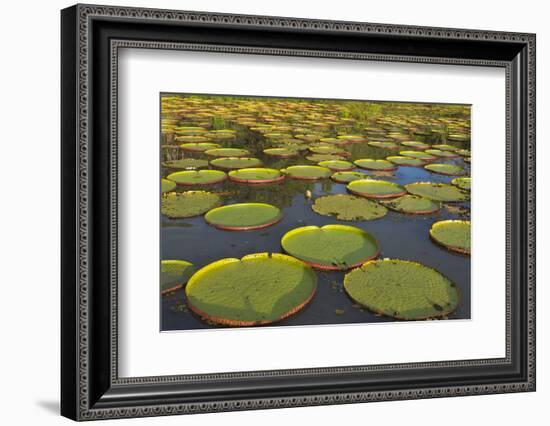 Victoria Amazonica Lily Pads on Rupununi River, Southern Guyana-Keren Su-Framed Photographic Print