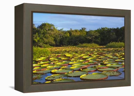 Victoria Amazonica Lily Pads on Rupununi River, Southern Guyana-Keren Su-Framed Premier Image Canvas