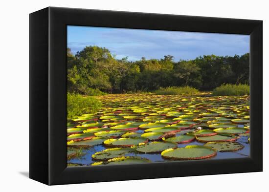 Victoria Amazonica Lily Pads on Rupununi River, Southern Guyana-Keren Su-Framed Premier Image Canvas