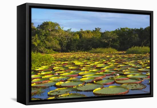 Victoria Amazonica Lily Pads on Rupununi River, Southern Guyana-Keren Su-Framed Premier Image Canvas