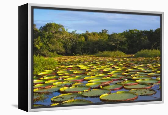 Victoria Amazonica Lily Pads on Rupununi River, Southern Guyana-Keren Su-Framed Premier Image Canvas