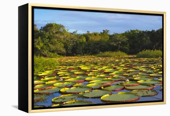 Victoria Amazonica Lily Pads on Rupununi River, Southern Guyana-Keren Su-Framed Premier Image Canvas