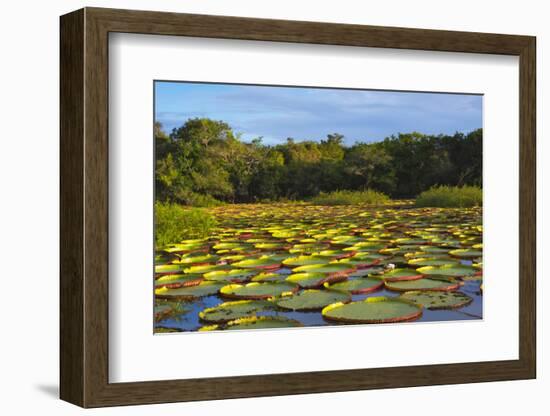 Victoria Amazonica Lily Pads on Rupununi River, Southern Guyana-Keren Su-Framed Photographic Print