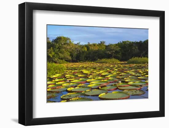 Victoria Amazonica Lily Pads on Rupununi River, Southern Guyana-Keren Su-Framed Photographic Print