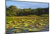 Victoria Amazonica Lily Pads on Rupununi River, Southern Guyana-Keren Su-Mounted Photographic Print