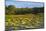 Victoria Amazonica Lily Pads on Rupununi River, Southern Guyana-Keren Su-Mounted Photographic Print