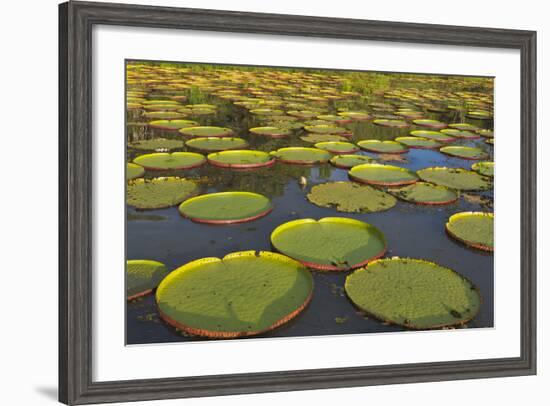 Victoria Amazonica Lily Pads on Rupununi River, Southern Guyana-Keren Su-Framed Photographic Print