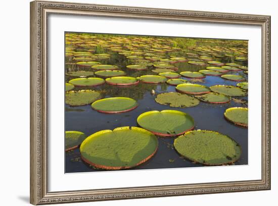 Victoria Amazonica Lily Pads on Rupununi River, Southern Guyana-Keren Su-Framed Photographic Print