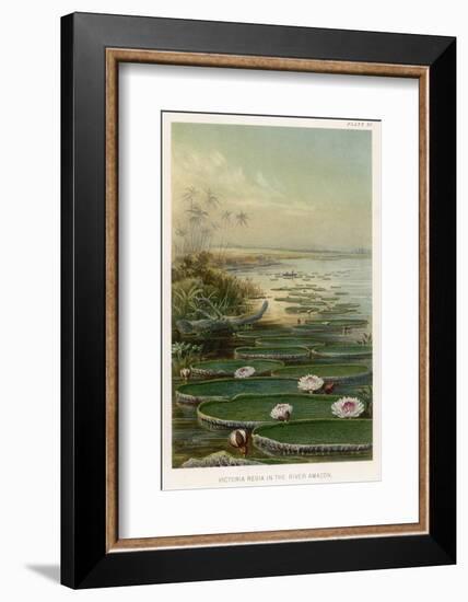 Victoria Amazonica on the Amazon Brazil-Ernst Heyn-Framed Photographic Print