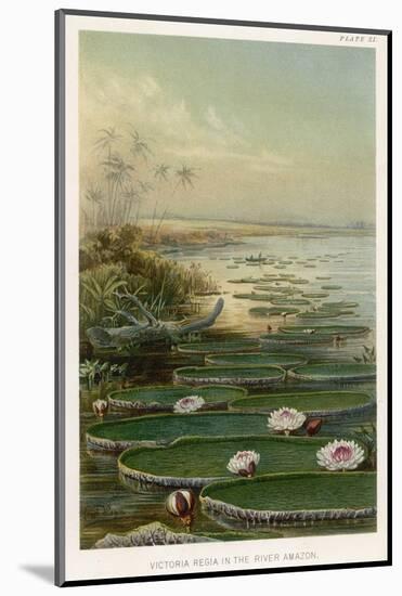 Victoria Amazonica on the Amazon Brazil-Ernst Heyn-Mounted Photographic Print