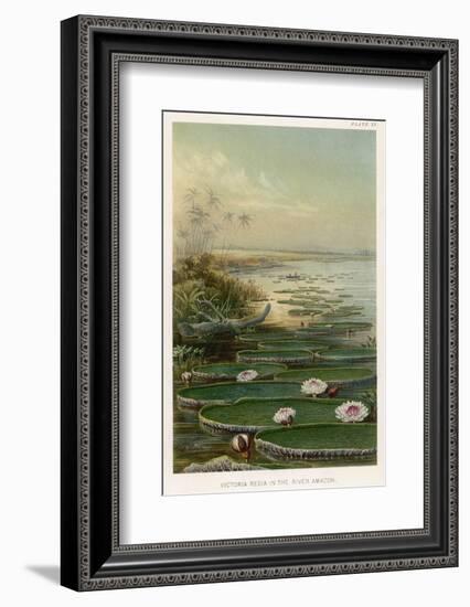 Victoria Amazonica on the Amazon Brazil-Ernst Heyn-Framed Photographic Print