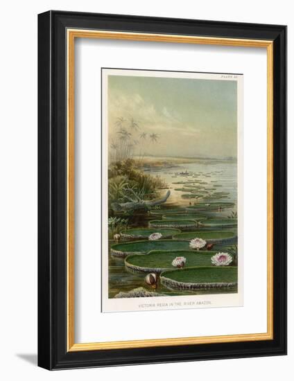 Victoria Amazonica on the Amazon Brazil-Ernst Heyn-Framed Photographic Print