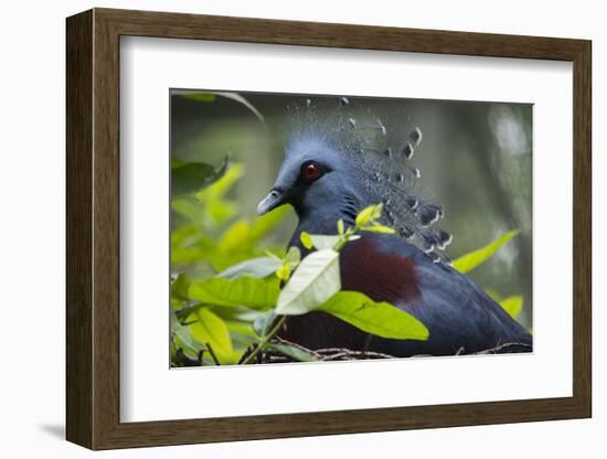 Victoria Crowed-Pigeon Native to New Guinea-Cindy Miller Hopkins-Framed Photographic Print