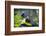 Victoria Crowed-Pigeon Native to New Guinea-Cindy Miller Hopkins-Framed Photographic Print