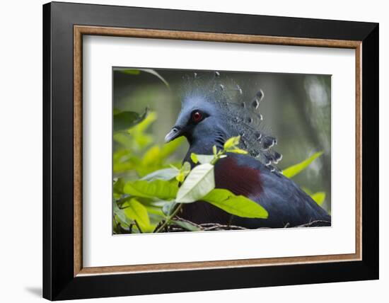 Victoria Crowed-Pigeon Native to New Guinea-Cindy Miller Hopkins-Framed Photographic Print