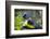 Victoria Crowed-Pigeon Native to New Guinea-Cindy Miller Hopkins-Framed Photographic Print