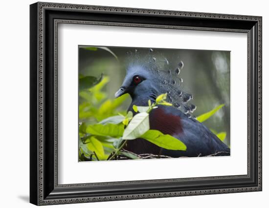 Victoria Crowed-Pigeon Native to New Guinea-Cindy Miller Hopkins-Framed Photographic Print