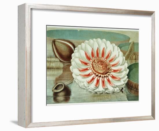 Victoria Regia or the Great Water Lily of America (Complete Bloom), 1854-Mary Cassatt-Framed Giclee Print