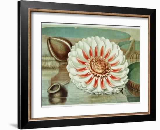 Victoria Regia or the Great Water Lily of America (Complete Bloom), 1854-Mary Cassatt-Framed Giclee Print