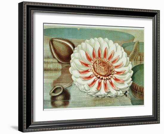 Victoria Regia or the Great Water Lily of America (Complete Bloom), 1854-Mary Cassatt-Framed Giclee Print