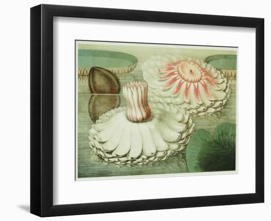 Victoria Regia or the Great Water Lily of America (Intermediate Stages of Bloom), 1854-Mary Cassatt-Framed Giclee Print