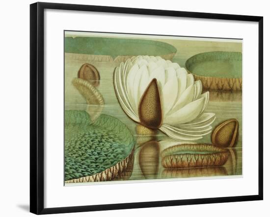 Victoria Regia or the Great Water Lily of America (Opening Flower), 1854, Publishers-Mary Cassatt-Framed Giclee Print