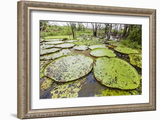 Victoria water lilies (Victoria amazonica), Puerto Miguel, Upper Amazon River Basin, Loreto, Peru-Michael Nolan-Framed Photographic Print