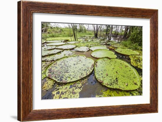Victoria water lilies (Victoria amazonica), Puerto Miguel, Upper Amazon River Basin, Loreto, Peru-Michael Nolan-Framed Photographic Print
