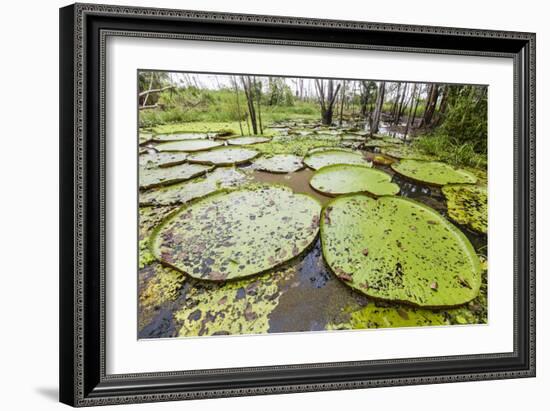 Victoria water lilies (Victoria amazonica), Puerto Miguel, Upper Amazon River Basin, Loreto, Peru-Michael Nolan-Framed Photographic Print