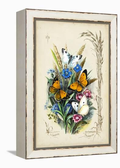 Victorian Butterfly Garden I-Vision Studio-Framed Stretched Canvas