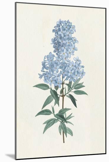 Victorian Garden Flowers III Blue-Wild Apple Portfolio-Mounted Art Print