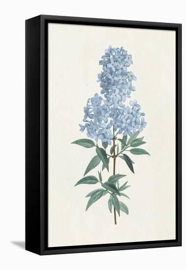 Victorian Garden Flowers III Blue-Wild Apple Portfolio-Framed Stretched Canvas