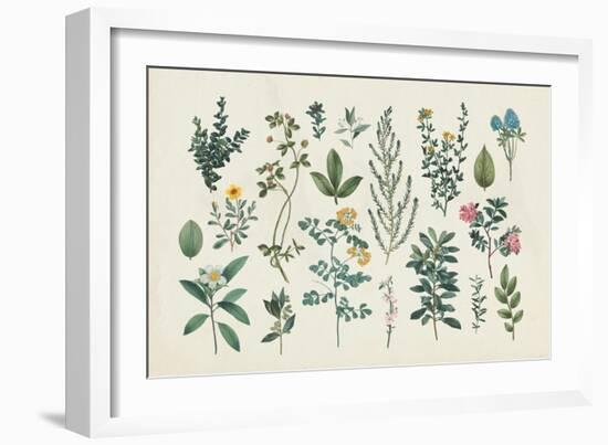 Victorian Garden III-Wild Apple Portfolio-Framed Art Print